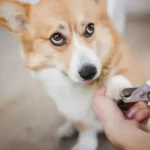 Como cortar unhas de cachorro? Descubra!