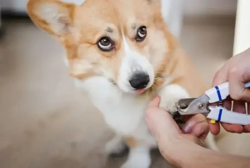 Como cortar unhas de cachorro
