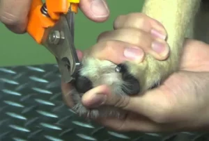 Como cortar unhas de cachorro