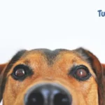 Cachorro pode comer inhame? Saiba se é saudável