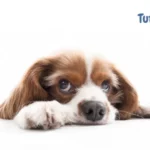 Veja como tirar cheiro de xixi do banco do carro