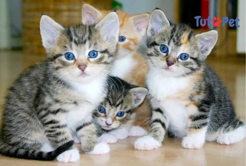 Gatos desmamam com quanto tempo de vida