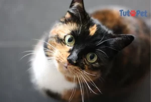 Gato escaminha