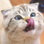 Obesidade em gato: como identificar?