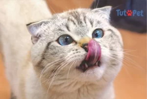 Obesidade em gato