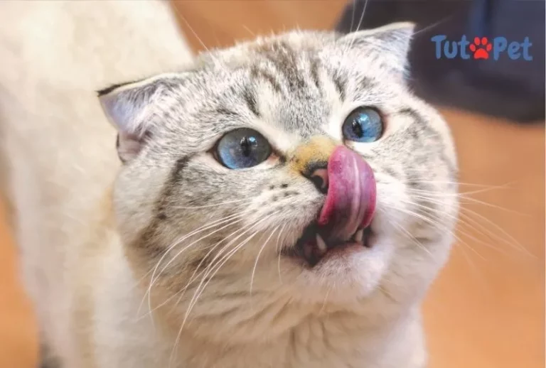 Obesidade em gato
