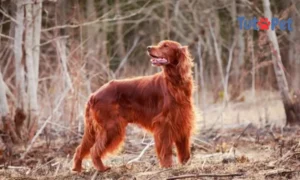 Setter Irlandês