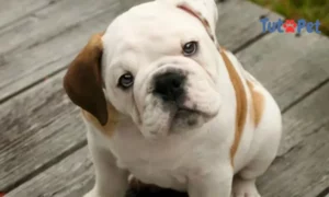 Bulldog Inglês