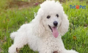 Poodle
