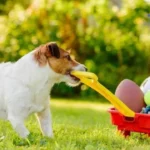 5 Melhores brinquedos caseiros para seu cachorro