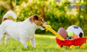 5 Melhores brinquedos caseiros para seu cachorro
