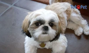 Shih Tzu