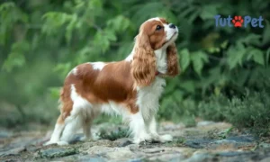 Cavalier King Charles Spaniel