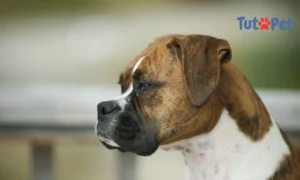 Boxer