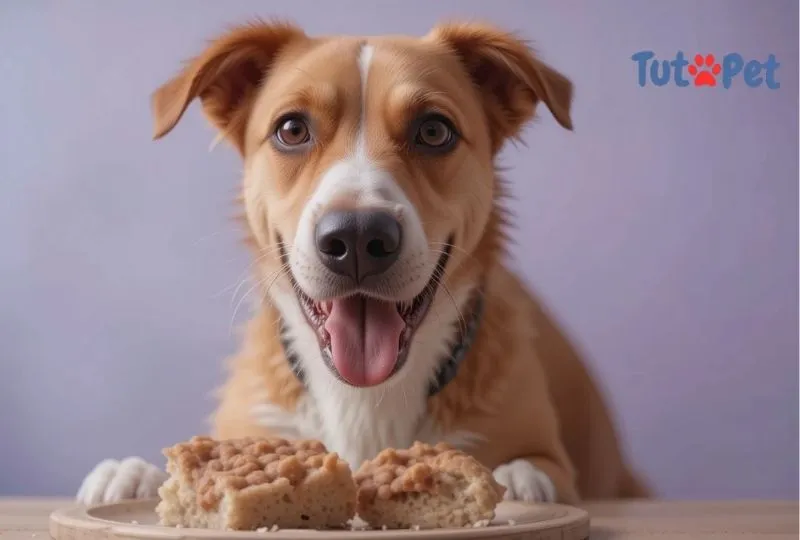 O que fazer quando o cachorro não quer comer