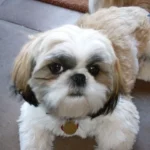 Melhores raças de cães para crianças e famílias