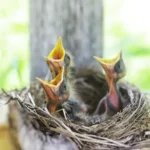 Como criar um passarinho? Guia para iniciantes