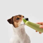 Os cães podem comer abobrinha? Um guia divertido e amigável