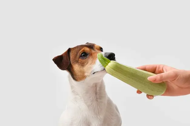 Os cães podem comer abobrinha? Um guia divertido e amigável