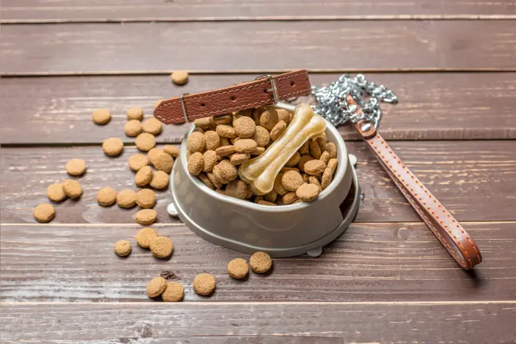 Os cães podem comer comida de gato? Riscos e Benefícios