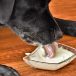 Os cães podem comer iogurte? Leia antes de alimentar