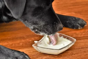 Os cães podem comer iogurte? Leia antes de alimentar