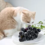 Os gatos podem comer uvas? Desmascarando os boatos