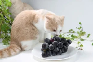 Os gatos podem comer uvas? Desmascarando os boatos