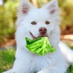 Os cães podem comer alface? A verdade