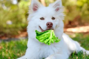 Os cães podem comer alface? A verdade