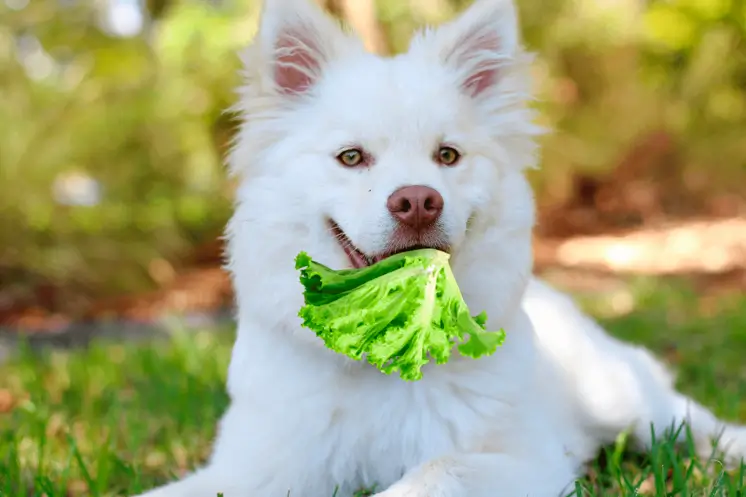 Os cães podem comer alface? A verdade