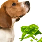 Os cães podem comer ervilhas? Conselhos de especialistas