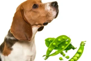 Os cães podem comer ervilhas? Conselhos de especialistas