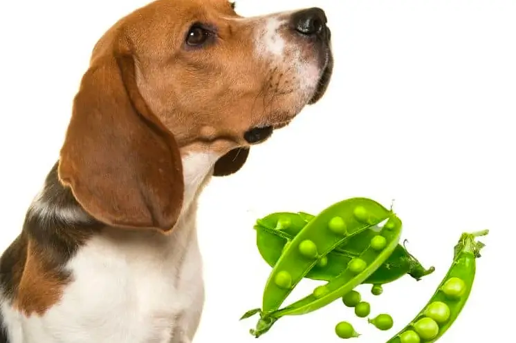 Os cães podem comer ervilhas? Conselhos de especialistas