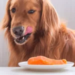 Os cães podem comer peixe? Cuidado!