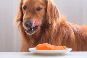 Os cães podem comer peixe? Cuidado!